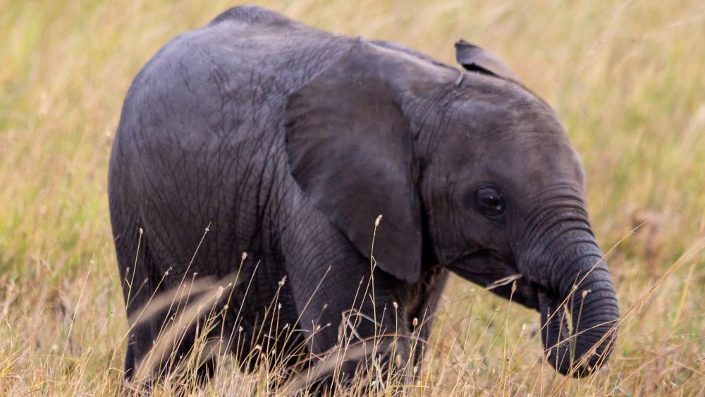 Baby elephant sucking on trunk