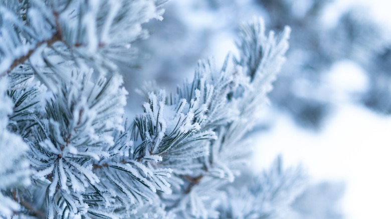Branch bearing small clumps of snow