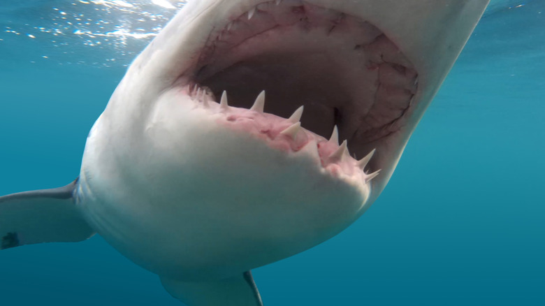 Great white shark mouth