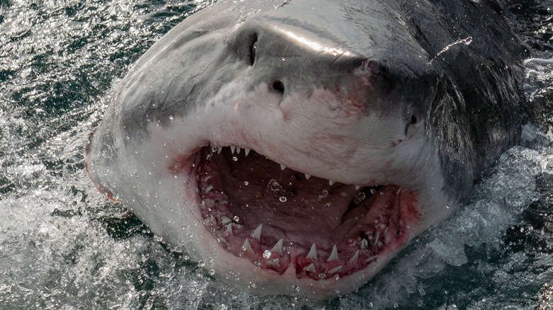 Great white shark