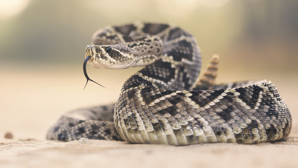 Eastern diamondback rattlesnake