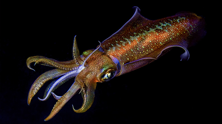 Squid