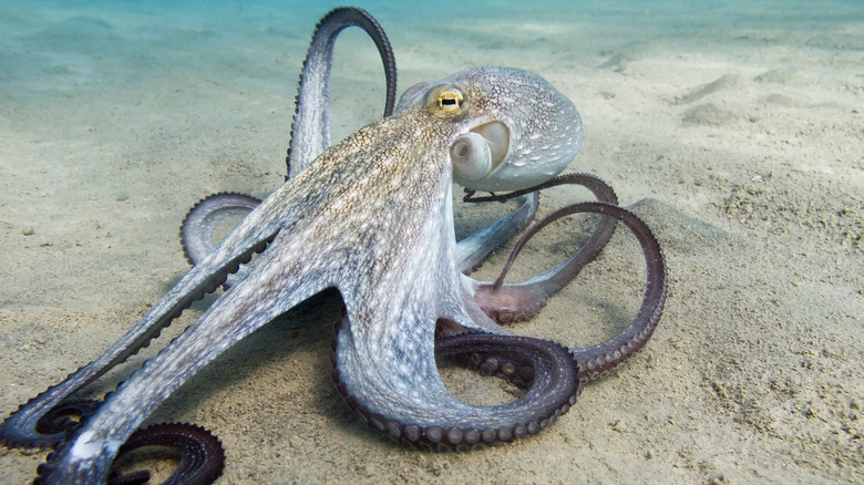 Octopus