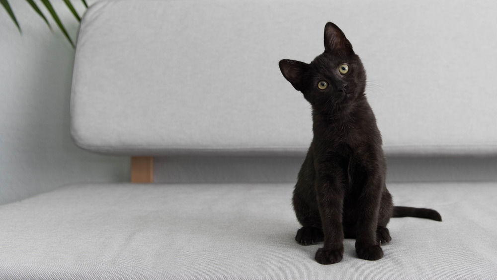 Cat atop sofa