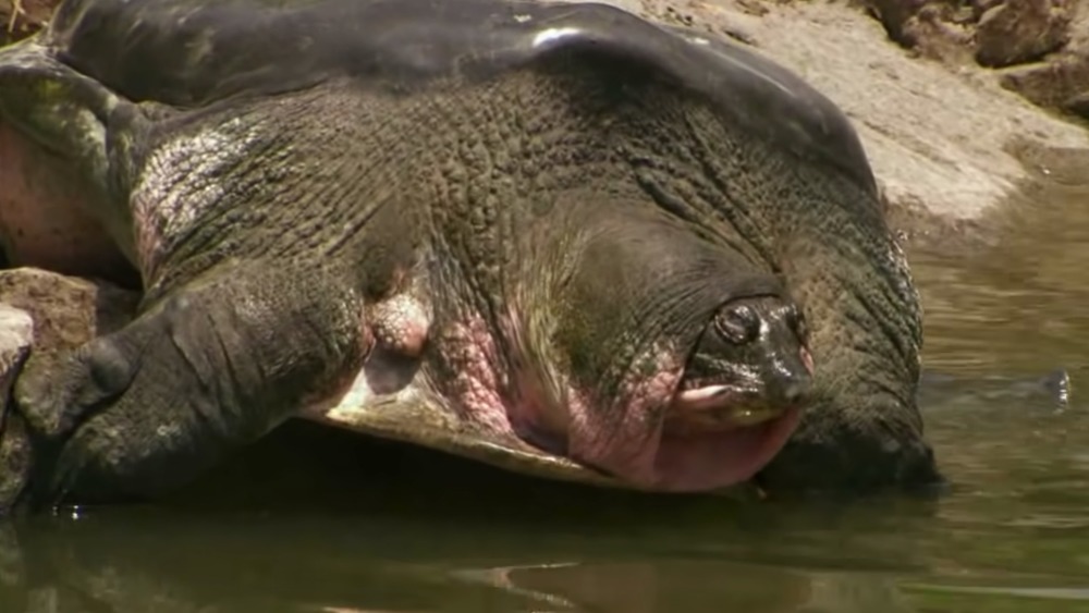 Swinhoe's softshell turtle