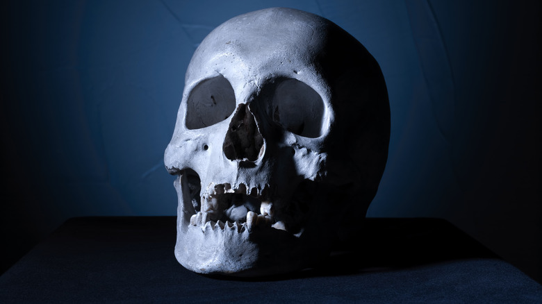medical model human skull