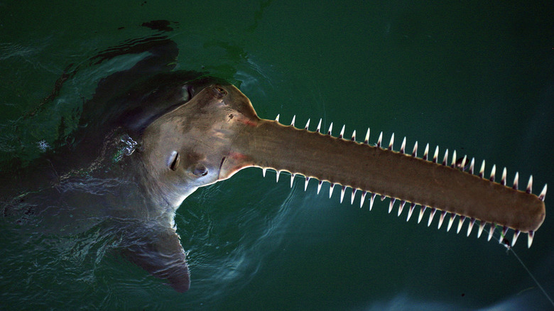 Sawfish in water