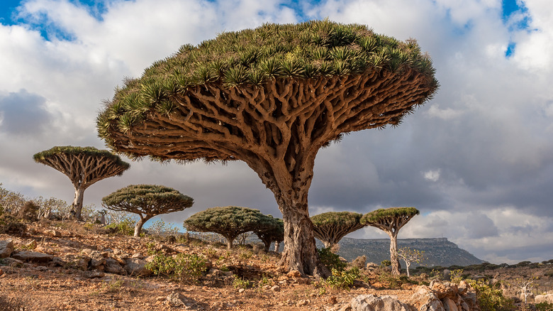 Dragon's blood tree