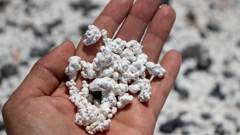 A person holding coral