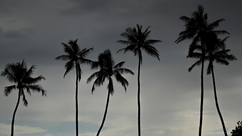 Honolulu palm trees