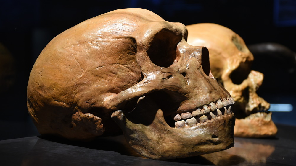 Neanderthal skull (front), human skull (rear)