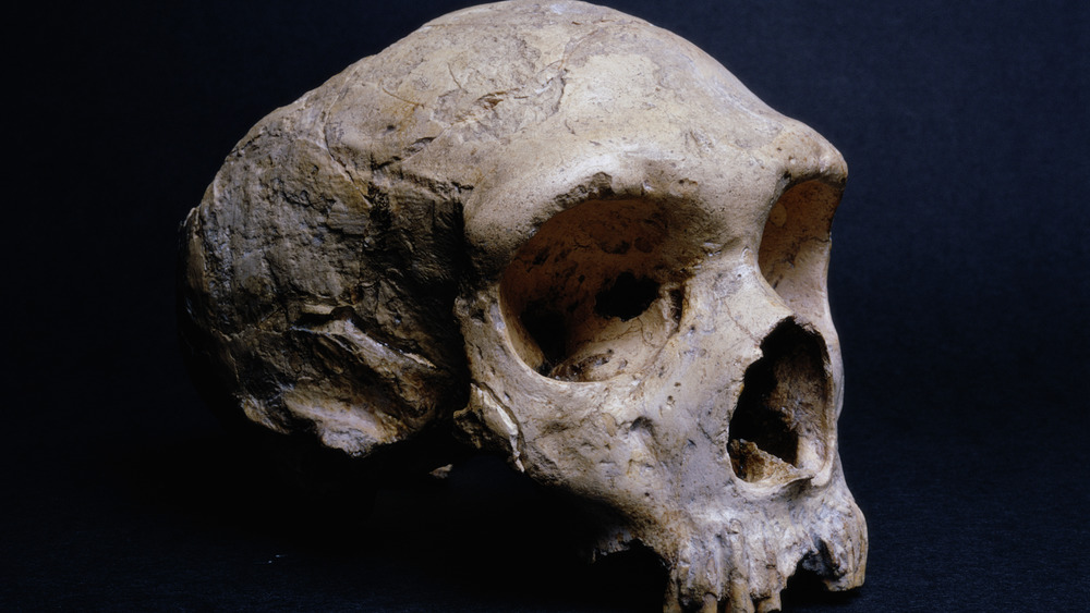Neanderthal skull