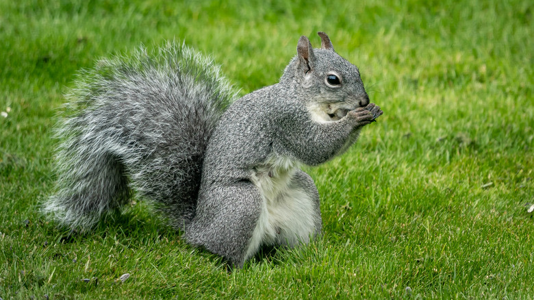 western gray squirrel