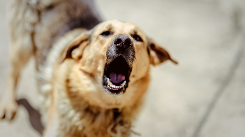 dog barking