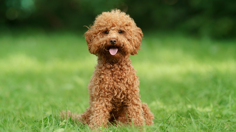 poodle sitting