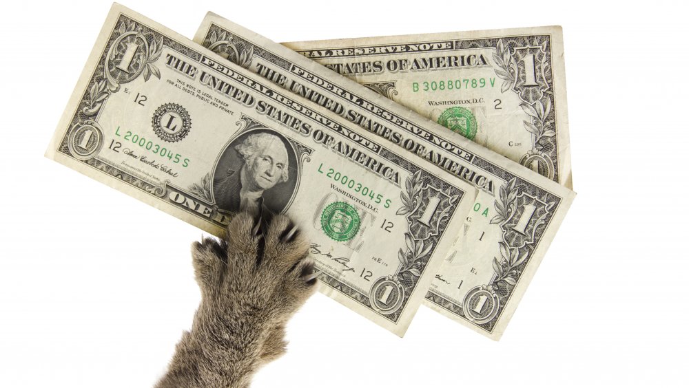 cat scratch! Tom, you genius!