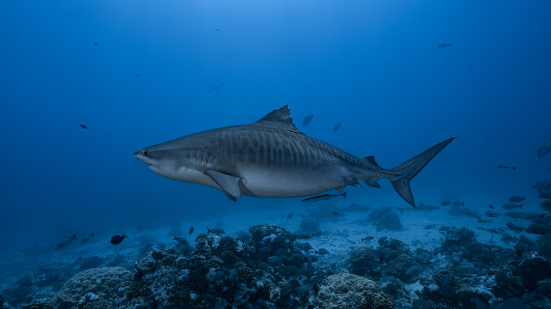 tiger shark swimming