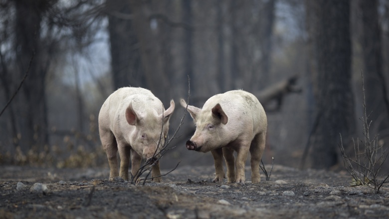 pigs