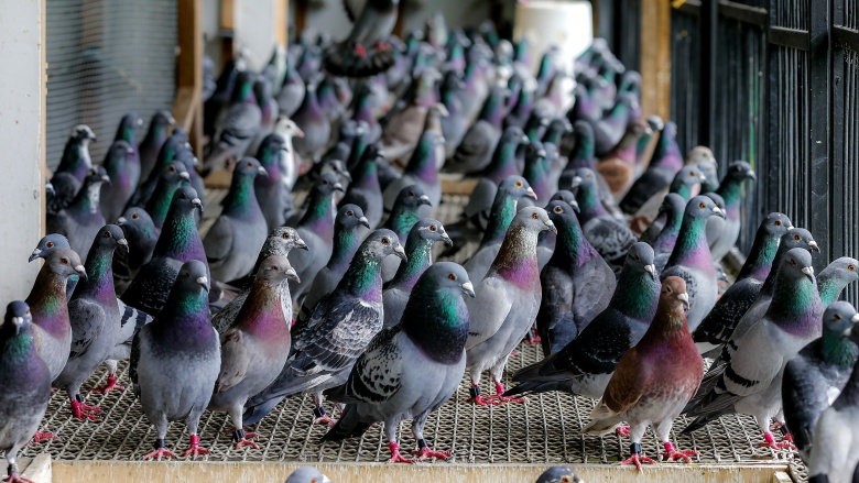 pigeons