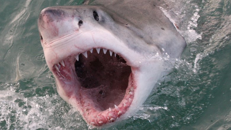 great white shark week
