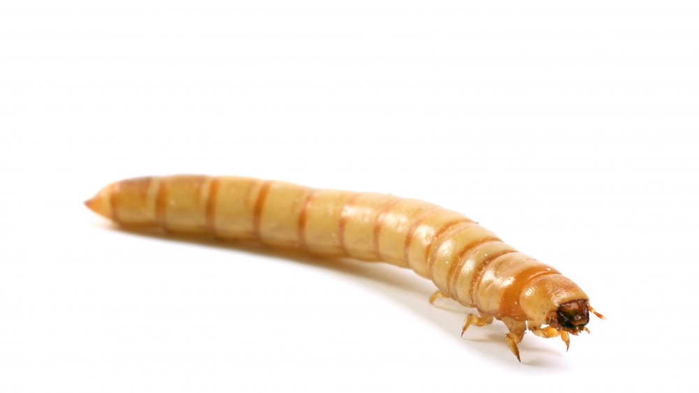 mealworm