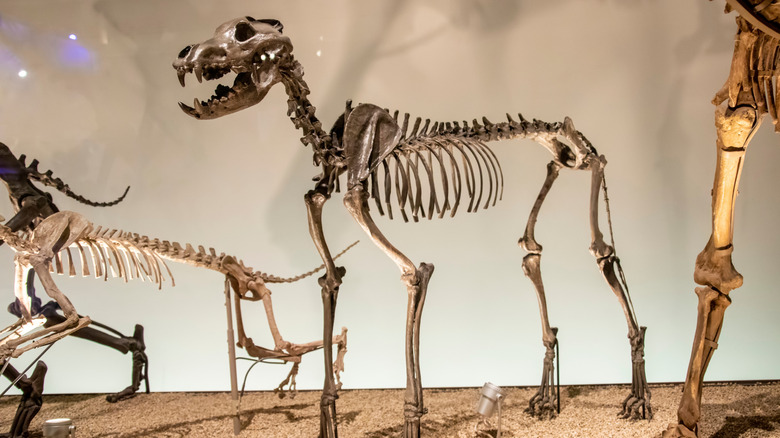 Dire wolf skeleton in a museum display
