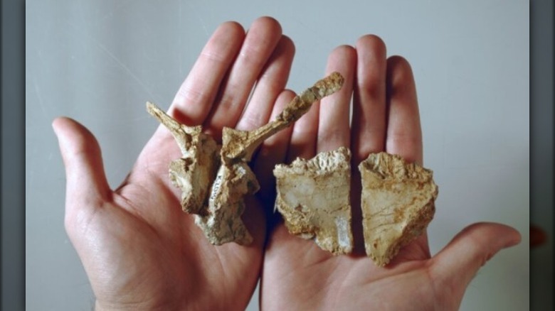 Transylvanosaurus platycephalus fossils