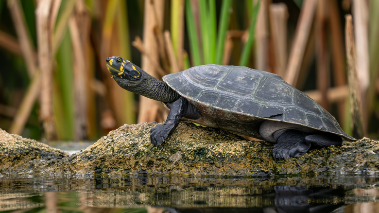 Yellow-spotted river turtle on a log