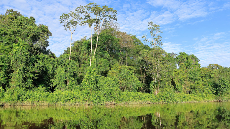 Riverbank in Yasuní National Park