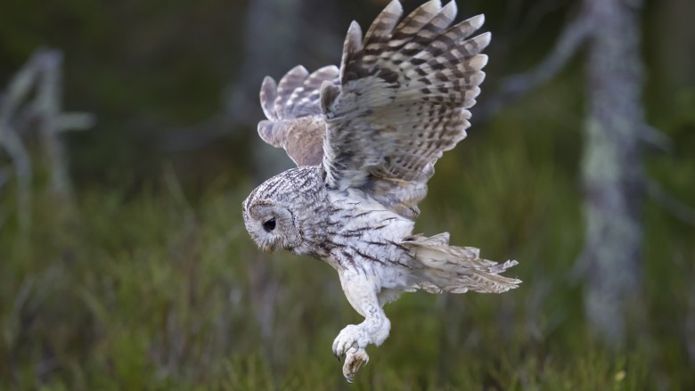 owl flying