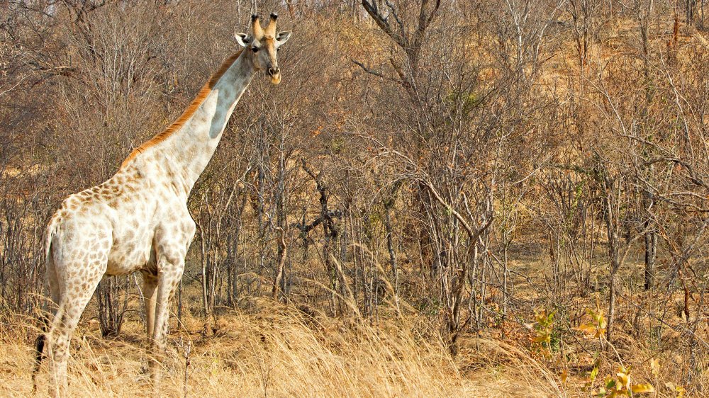 White giraffe