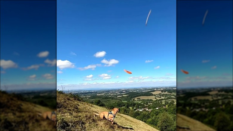 Screenshot of object in sky above dog.