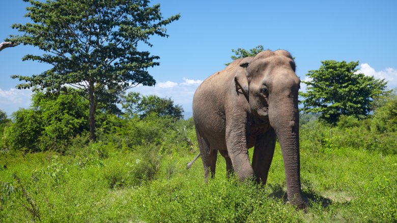 asian elephant