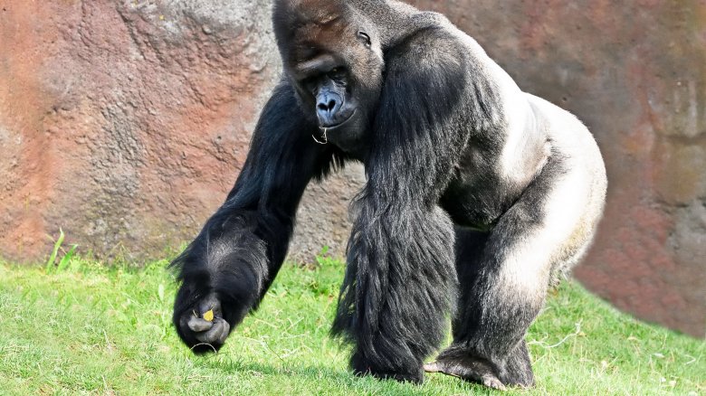 western lowland gorilla