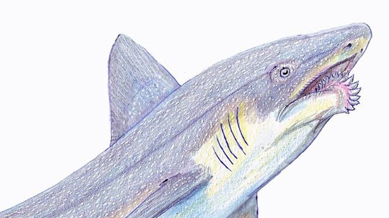 Helicoprion sketch