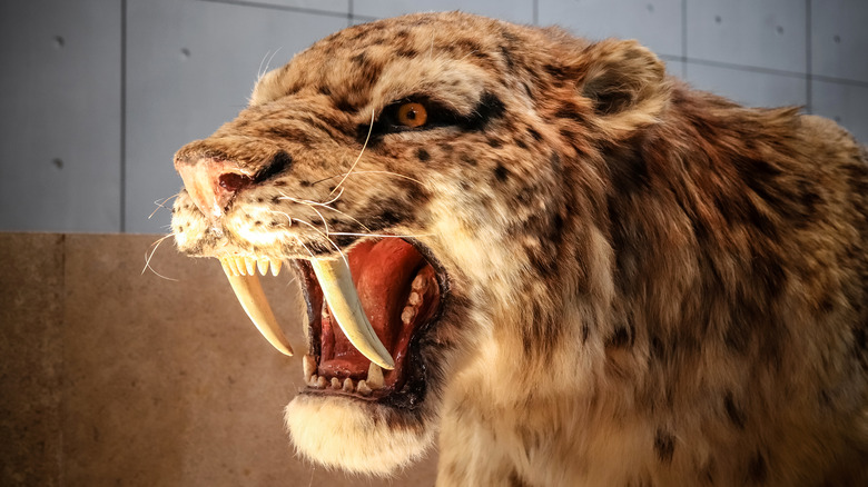 smilodon model mouth open