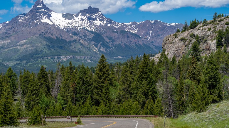 Trees with mountains in background