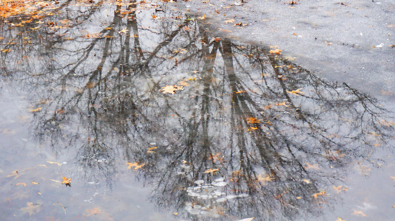 Reflection of trees in the muddy river, Massachusetts 