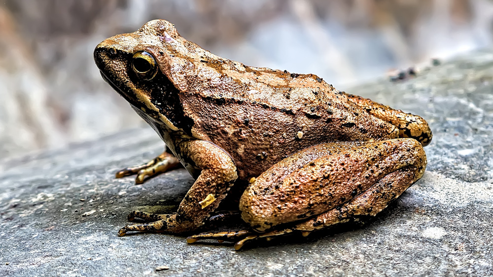 A frog