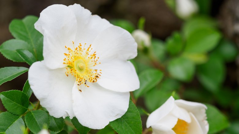 Cherokee Rose