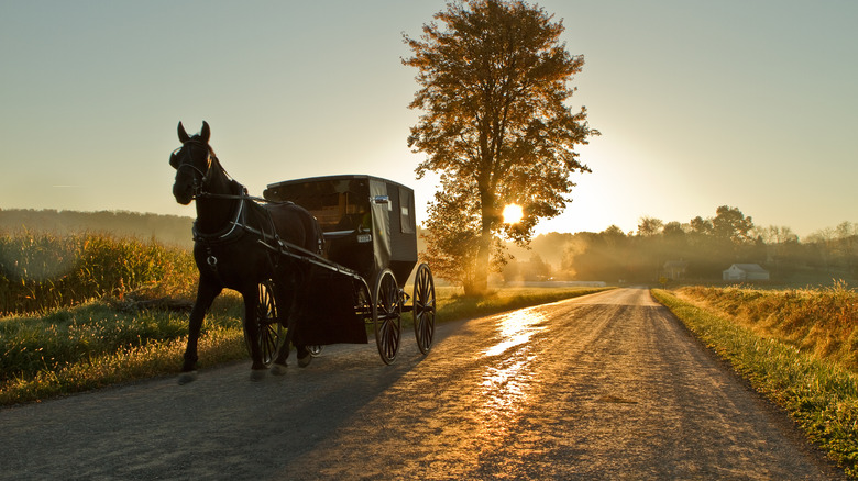 an amish horse and buggy