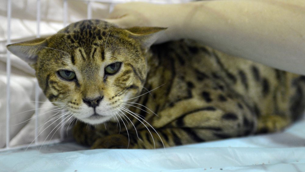 Savannah cat