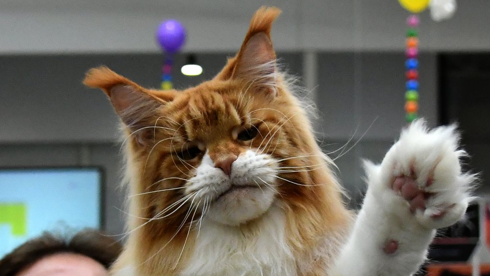 Maine Coon