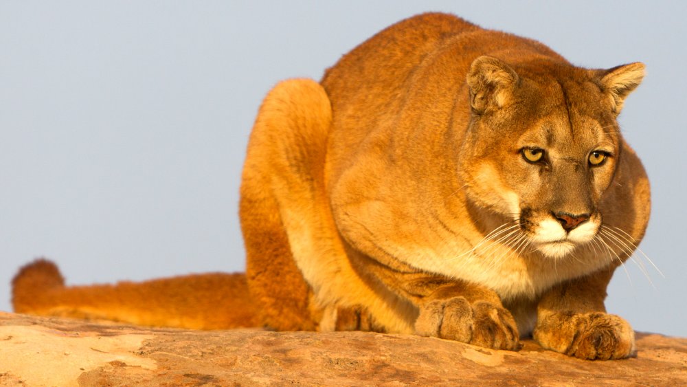 Mountain lion