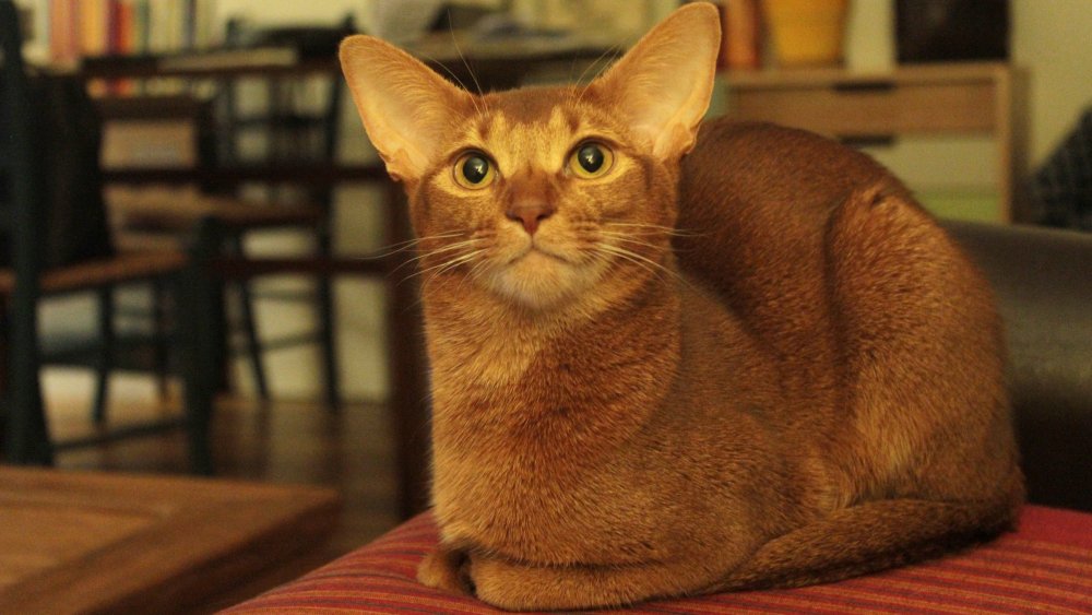 Abyssinian cat
