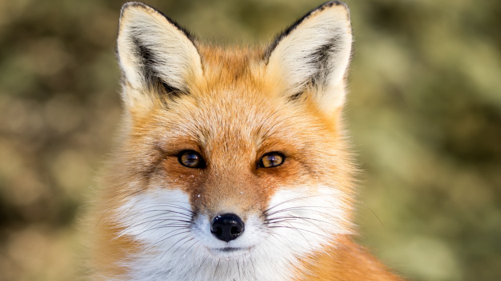 Red fox