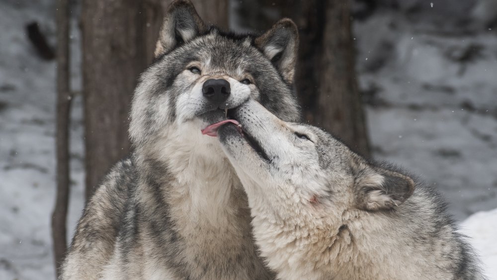 playful wolves