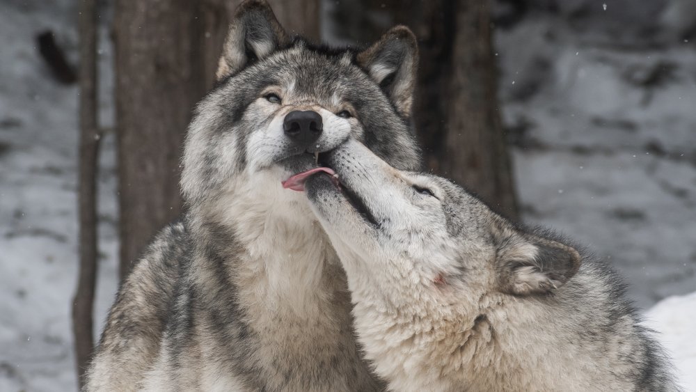 how do dogs mate with wolves