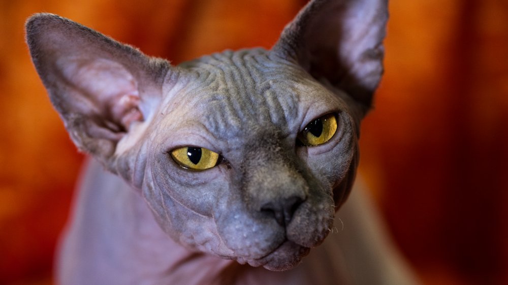 sphynx cat nine lives