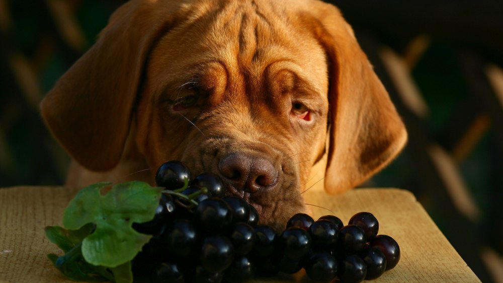 Dog with grapes
